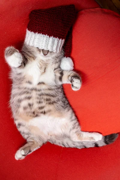 Lindo Gato Joven Una Gorra Año Nuevo Cubriendo Sus Ojos — Foto de Stock