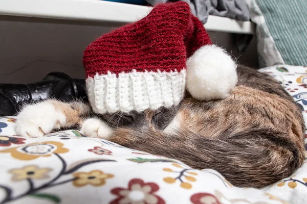 Een Schattige Kat Met Een Nieuwjaarsmuts Slaapt Een Winteravond Buurt — Stockfoto