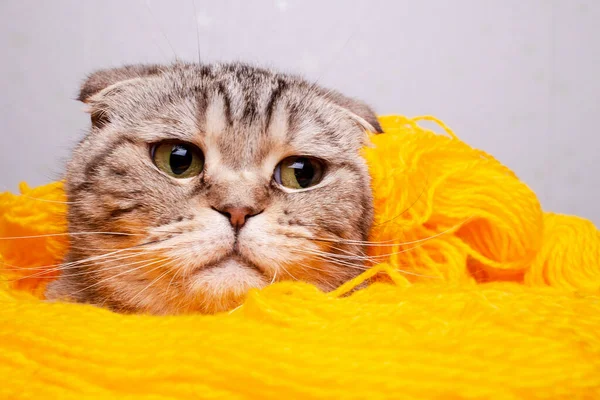 Carino Bel Gatto Scozzese Piegare Testa Fuori Dal Filato Giallo — Foto Stock