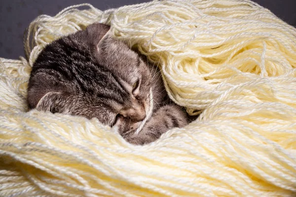 Söt Vacker Katt Skotsk Vik Snuskig Låg Garn Och Sover — Stockfoto