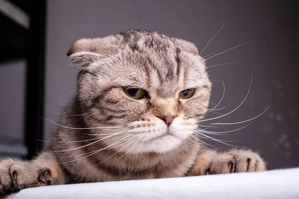 Thoroughbred Dissatisfied Cat Scottish Fold Table Evil Looks Close — Stock Photo, Image