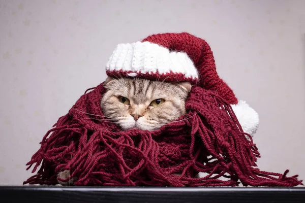 Cabeça Engraçada Séria Triste Gato Raça Pura Chapéu Natal Malha — Fotografia de Stock
