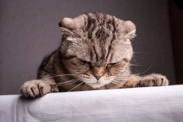 Vollblut Unzufriedene Katze Scottish Fold Liegt Auf Dem Tisch Und — Stockfoto