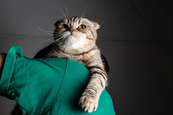 Gato Com Olhar Orgulhoso Abaixando Uma Pata Senta Ombro Uma — Fotografia de Stock