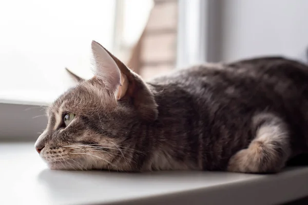 Söt Katt Liggande Fönsterbrädan Och Sorgligt Tittar Genom Fönstret Närbild — Stockfoto