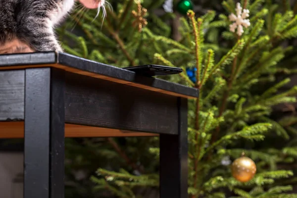 Cep Telefonu Masanın Kenarına Bırakılmış Düşme Riski Var Üstteki Kedi — Stok fotoğraf