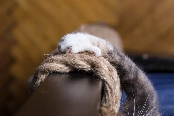 Pte Keskin Pençeleri Olan Kedi Pençesi Yakın Plan — Stok fotoğraf