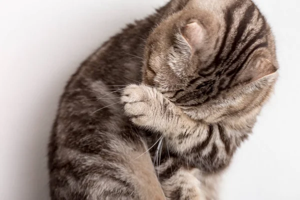Şirin üzgün kedi İskoç Katliamı facepalm hareketi yapıyor. Yakın plan..