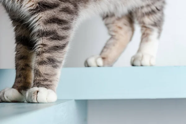 Prachtige Grote Kattenpoten Achtergrond Van Een Witte Muur Close — Stockfoto