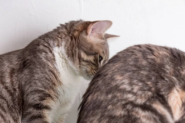 Gatinho Espiões Espreitando Sobre Gato Durante Processo Comer — Fotografia de Stock