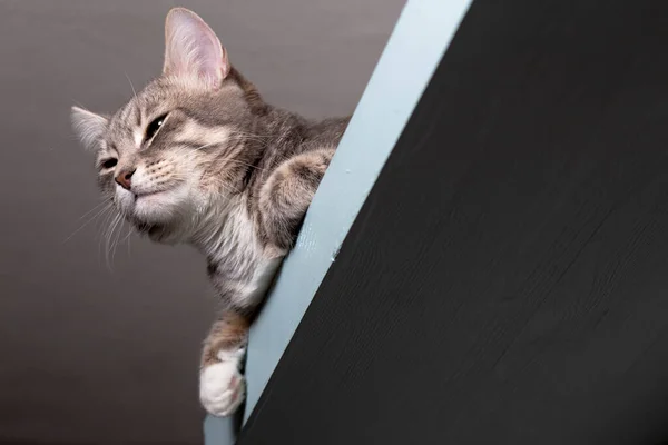 禅の落ち着いた猫が天井の下に吊るされた棚に腰を下ろして — ストック写真