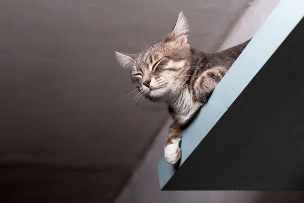 禅の落ち着きのある猫は天井の下に吊るされた棚の上で — ストック写真