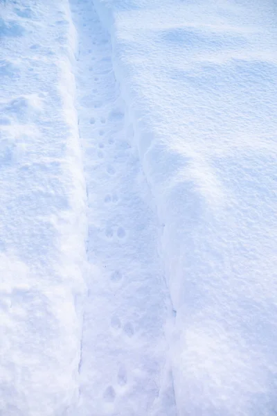 Fresh Cat Tracks Path Cleared Snow Background Snowdrifts Frosty Winter — Stock Photo, Image