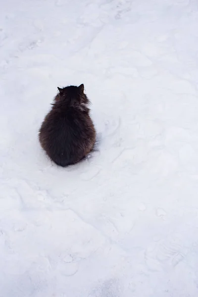 Gato Negro Esponjoso Sienta Nieve Blanca Encogida Por Frío Invierno — Foto de Stock