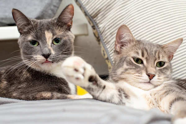 Amor Amizade Animais Estimação Dois Gatos Jazem Travesseiros Macios Engraçado — Fotografia de Stock