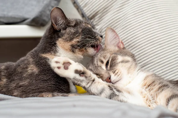 Miłość Przyjaźń Zwierząt Domowych Kot Liże Dorosłego Kotka Głowie Relaksuje — Zdjęcie stockowe
