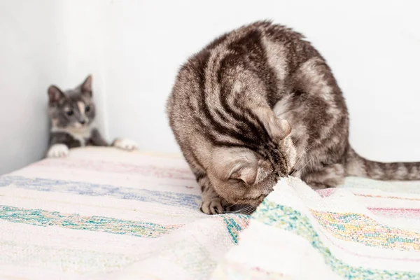 Cats Play Hide Seek One Them Looking Covers Other Looks — Stock Photo, Image