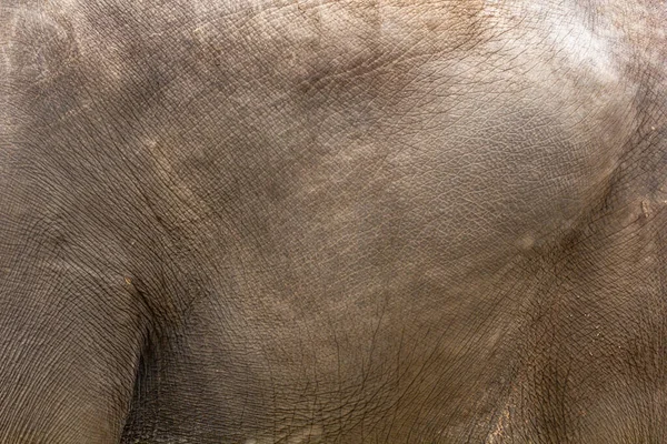 Parte Corpo Elefante Grande Textura Pele Close — Fotografia de Stock
