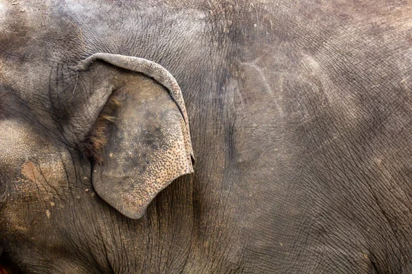 Oído Parte Del Cuerpo Elefante Grande Textura Piel Primer Plano — Foto de Stock