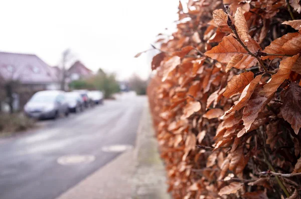 Strauch Eine Hecke Mit Trockenen Braunen Blättern Steht Einem Trüben — Stockfoto
