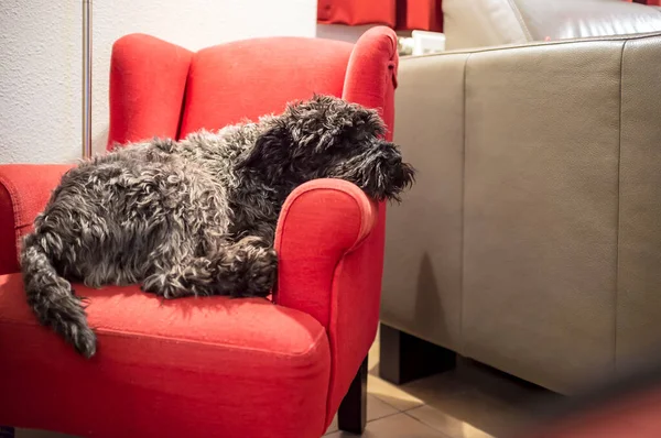 Lindo Pura Sangre Negro Miniatura Schnauzer Duerme Silla Niño Rojo —  Fotos de Stock