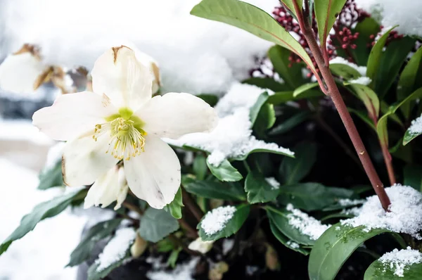 Carino Fiore Bianco Coperto Neve Appena Caduta Soffice Sullo Sfondo — Foto Stock