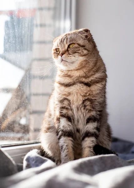 고양이 스코틀랜드 모피는 창가의 창턱에 태양의 아래서 있습니다 — 스톡 사진