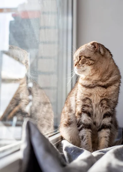 かわいい猫スコティッシュフォルドは窓のそばの窓の上に座って 春の太陽の光の中でガラスの中で彼の反射を思慮深く見ています — ストック写真