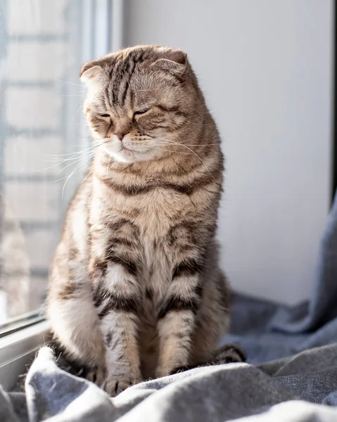 Gato Muito Triste Bonito Scottish Fold Está Sentado Peitoril Janela — Fotografia de Stock
