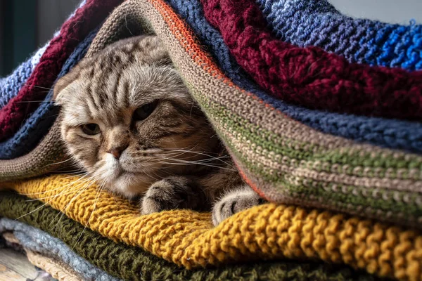 Funny Dissatisfied Cat Scottish Fold Preparing Cold Autumn Winter Wraps — Stock Photo, Image