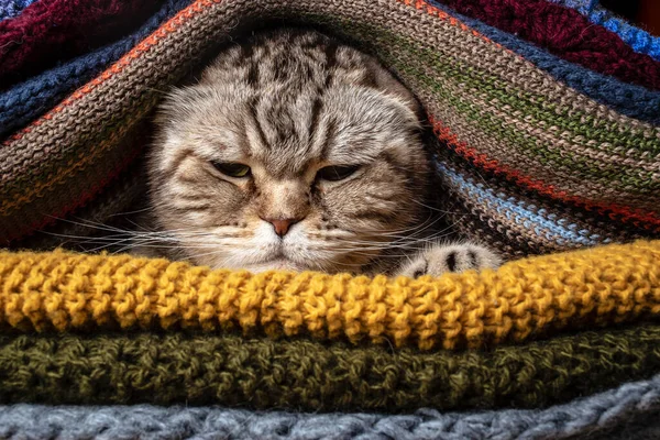 Naštvaná Legrační Kočka Scottish Fold Připravuje Studený Podzim Zimu Zabalená — Stock fotografie