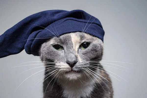 Cute young serious cat in a funny hat stares intently with disco