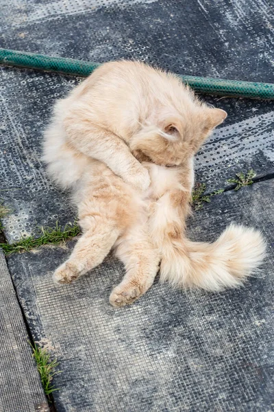 Fluffy Hermoso Jengibre Gato Divertido Curvado Hasta Lava Con Lengua — Foto de Stock