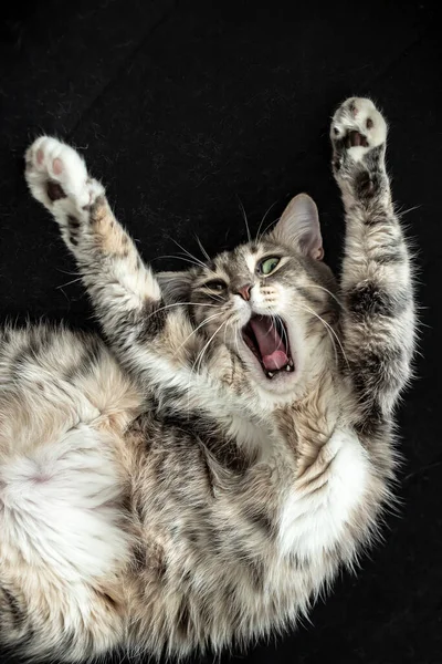 Cat Stretched Its Paws Opened Its Mouth Shouted Protesting Black — Stock Photo, Image