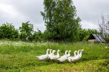 Beyaz kaz sürüsü, bulutlu bir yaz gününde, kırsal kesimde, kulübelerin ve ağaçların arka planında yiyecek aramak için otlak bir yol boyunca yürür..