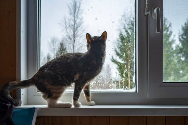 İnce kedi pencere pervazında oturur ve pencereden dışarı bakar. Camın üzerindeki yağmur damlalarıyla birlikte, ormanın arka planına karşı, kırsal bir ahşap evde, bulutlu bir bahar gününde..