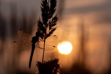 Batan güneşin arka planında bir bitkinin üzerinde oturan büyük bir yusufçuk silueti. Yakın plan..