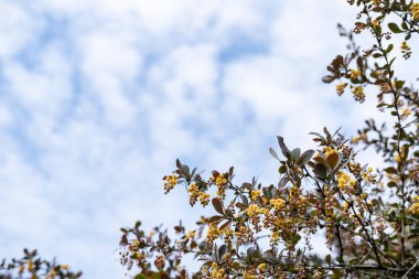 Berberiler (Berberiler) bir bahar günü, mavi gökyüzüne ve beyaz bulutlara karşı fotokopi uzayıyla açarlar.