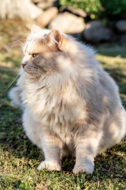 Büyük, güzel, ciddi, şeftali renkli bir kedi kırsalda bakımlı bir çimenlikte oturur ve güneşli bir yaz gününde uzaktan bakar. Yakın plan..