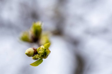 Genç, taze, taze yapraklar bir bahar günü ağaçların dallarında. Makro. Yakın plan..