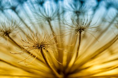 Kuru şemsiye yosunu (Heracleum). Güzel, parlak filtreli bir fotoğraf. Makro. Yakın plan..