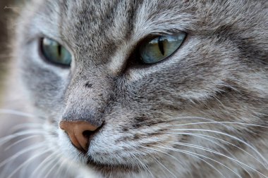 Şirin kedi ağızlığı, açık havada, bahar akşamı. Yakın plan.