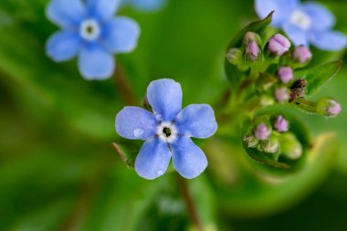 Bulanık bir arkaplanda Brunnera makrophylla ya da nezabudnik 'in güzel, mavi, güzel kokulu çiçekleri. Makro. Yakın plan..