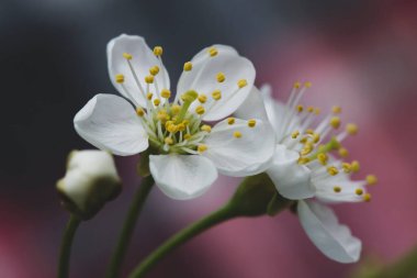Güzel beyaz kiraz çiçekleri (Prunus subg. Cerasus), keskin olmayan gri mercan arka planda. Makro. Yakın plan.