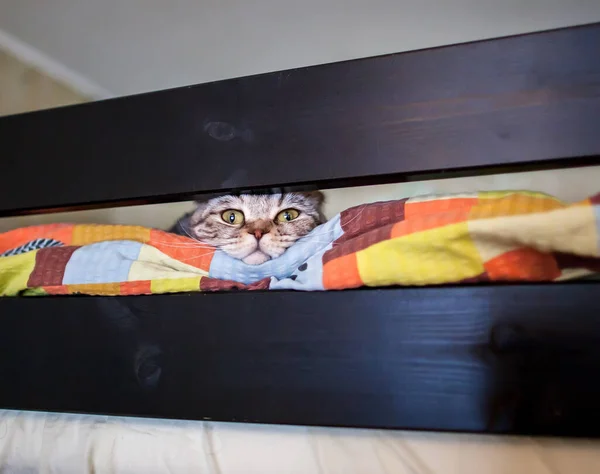 Curioso Bonito Gato Espreita Para Fora Cama Sótão Com Cabeça — Fotografia de Stock