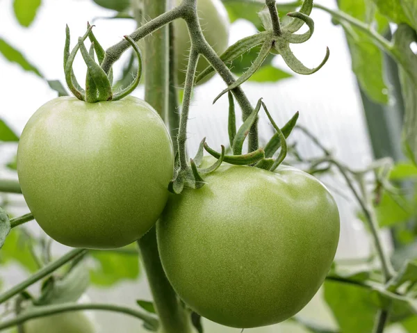 Two Green Large Tomatoes Hang Branch Greenhouse Close — Stock Photo, Image