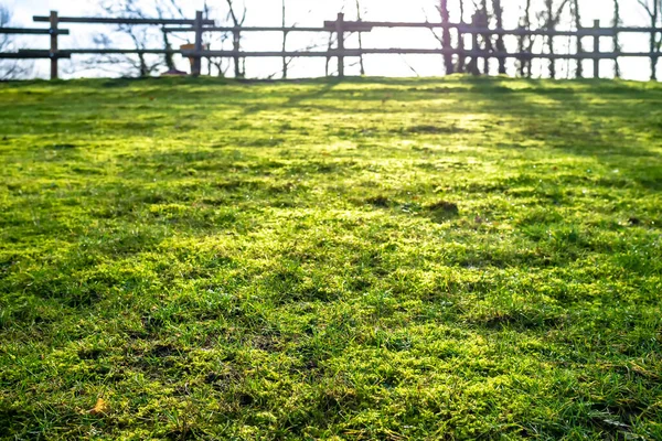 Grönt Gräs Ängen Solens Strålar Bakgården Mot Bakgrund Ett Suddigt — Stockfoto
