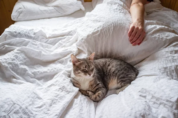 Linda Jovem Gato Está Dormindo Uma Cama Macia Com Sua — Fotografia de Stock