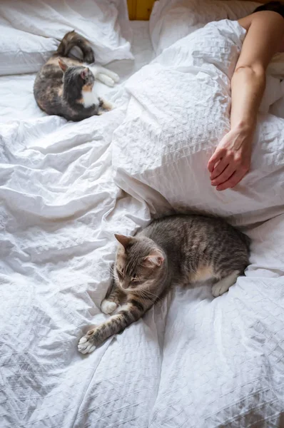 Two Cute Adorable Young Cats Sleeping Soft Bed Mistress Wooden — Stock Photo, Image