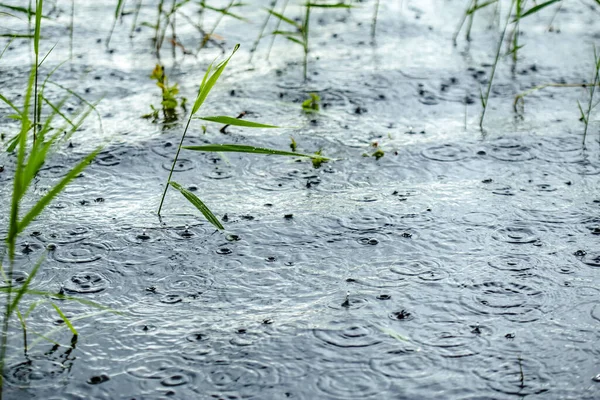 Salpicaduras Agua Ondulaciones Círculos Superficie Lago Con Cañas Tiempo Lluvioso — Foto de Stock